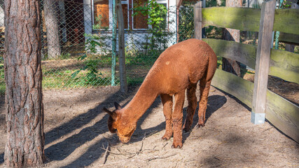 Llama Grazing Outdoors in Natural Rural Setting © uladzimir