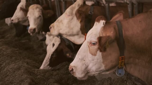 cows ear tags eating hay in barn stall, Herd cattle feeding, animal nutrition, modern dairy indoor farm life, husbandry practices, technology traceability, feeding time, organized management livestock