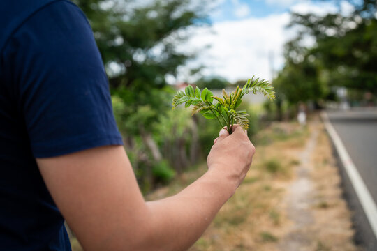 Rear View of Man Walking by Rural Roadside Holding Fresh Jocote Leaves Sprout in Hand