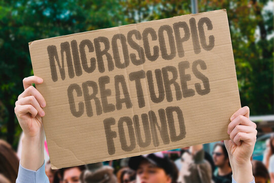 "Microscopic creatures found" Scientists uncover unknown miniature animals. MICROSCOPIC. CREATURES. FOUND. SPECIES. SEA.