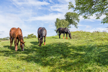 Three horses with fly boots grazing on a hill facing forward. © Margaret Burlingham