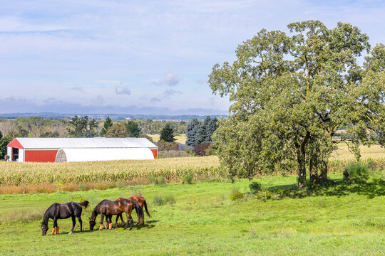 Horses grazing on a hill on a farm with red buildings. 