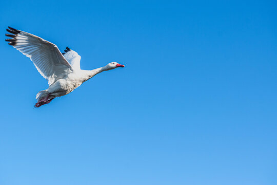 Cisne 