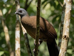 Obraz premium Grey headed Chachalaca bird sits on tree branch in tropical forest. Wild avian species with brown plumage, grey head rests among green leaves. Exotic endemic bird Ortalis cinereicpic perches in