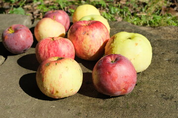 Assorted red and yellow apples arranged on a sunlit weathered stone surface with grassy ground and natural shadows in an outdoor fruit still life © almal