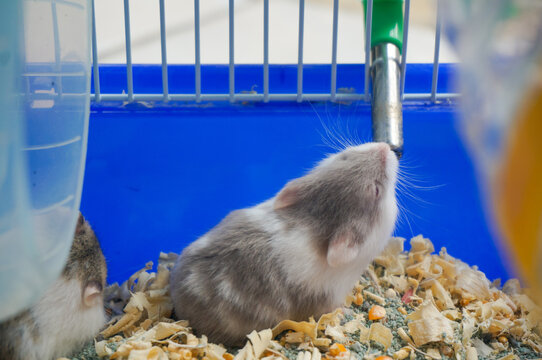 Cute small dwarf hamster drinking water from a nipple bottle inside pet cage