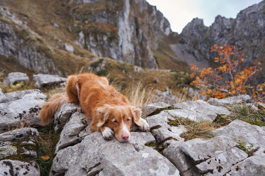 Nova Scotia Duck Tolling Retriever dog climbs across rugged rocks during a fall hike. Dramatic mountain terrain surrounds the active dog on an outdoor adventure.