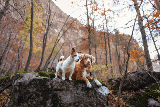 Nova Scotia Duck Tolling Retriever and Jack Russell Terrier dogs sit together on rocks in autumn woodland. Two dogs enjoy a colorful outdoor hiking adventure in nature.