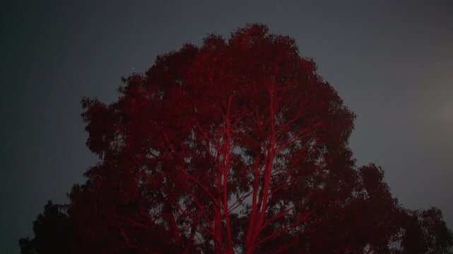 Intermittent Flashing Red Light Behind Tree Silhouette Against Dark Night Sky