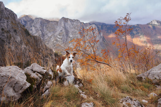 Jack Russell Terrier dog explores rocky terrain surrounded by colorful autumn vegetation. Rugged peaks create a scenic mountain background for the adventurous small dog.
