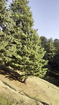 Baramulla town of mountains- forest
