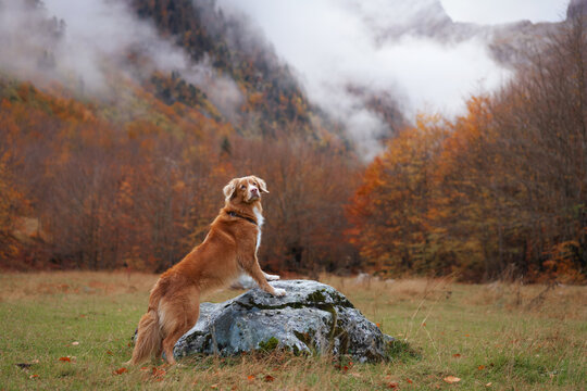 Nova Scotia Duck Tolling Retriever dog sits on a large rock surrounded by colorful autumn forest. Misty peaks and wild scenery frame the dog during a scenic mountain hike.
