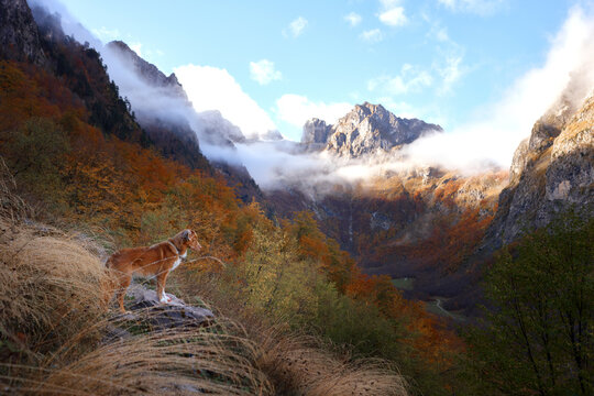 Nova Scotia Duck Tolling Retriever dog stands on a rocky path overlooking colorful autumn mountains. Dramatic peaks and fall woodland surround the dog during an outdoor hiking trip.