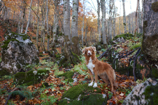 Nova Scotia Duck Tolling Retriever dog stands among rocks and fallen leaves during an autumn hike. Colorful mountain woodland surrounds the dog on a scenic outdoor adventure.