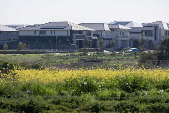 A row of modern two-storey homes lines the edge of a new housing estate, seen across an open field of wildflowers and vacant grassland. Truganina, Melbourne, Victoria, Australia. 