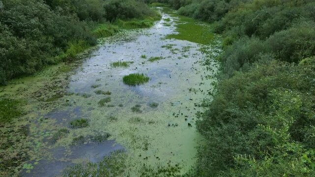 Aerial view of wetland river channel with emergent vegetation, Byten Belarus