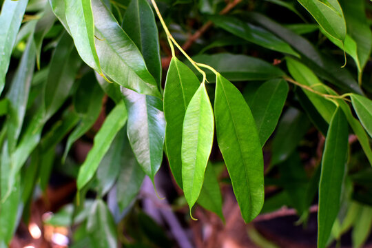 Ficus Alii (Ficus binnendijkii) with long, narrow green leaves in a plant shop. Plant care for home and office.