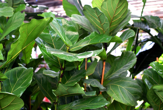 Fiddle-leaf fig (Ficus lyrata) houseplant in a plant shop. A potted houseplant with violin-shaped leaves; decorative greenery for indoors and outdoors.