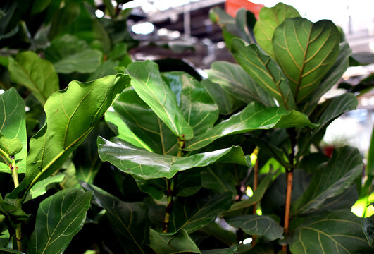Fiddle-leaf fig (Ficus lyrata) houseplant in a plant shop. A potted houseplant with violin-shaped leaves; decorative greenery for indoors and outdoors.