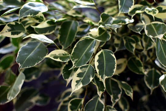 Close-up of the green and white variegated leaves of a *Ficus benjamina*. The houseplant is for sale at a plant shop.