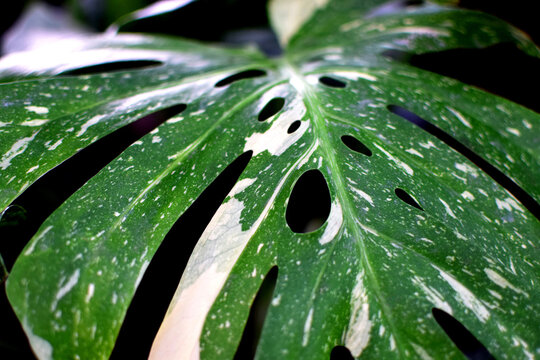 Close-up of a variegated *Monstera* leaf. A beautiful tropical plant for interiors; "urban jungle" concept.