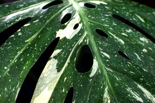 Close-up of a variegated *Monstera* leaf. A beautiful tropical plant for interiors; "urban jungle" concept.