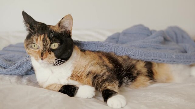 beautiful brown three colors adult domestic tortoiseshell cat with white breast dozing on bed in peaceful setting, grooming, hygiene and care, concept caring, keeping four-legged pet