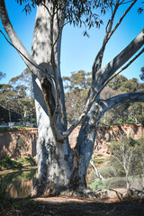 eucalyptus tree in morning sunlight on the banks of the werribee river © Veronica