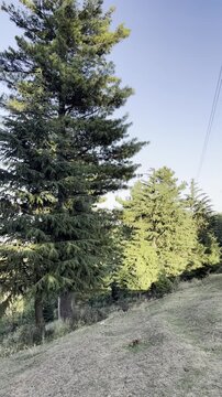 Wind through forest in North Kashmir