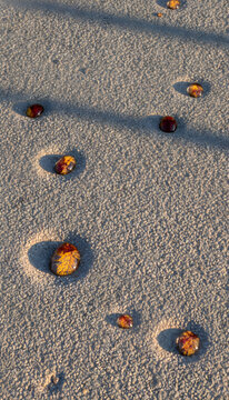 Autumn Leaf Reflections on Sandy Ground