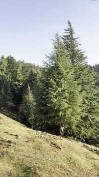 Wind through forest in North Kashmir