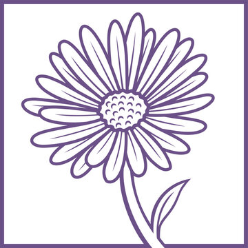 Aster Flower Line Art in Square Botanical Frame