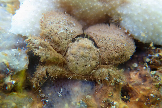 Hairy Porcelain Crab - (Porcellana platycheles), macro underwater photography