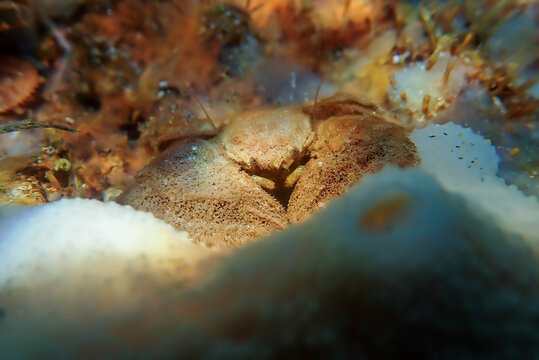  Hairy Porcelain Crab - (Porcellana platycheles), macro underwater photography
