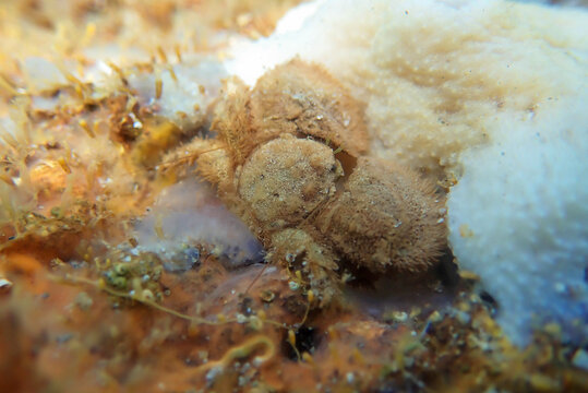  Hairy Porcelain Crab - (Porcellana platycheles), macro underwater photography