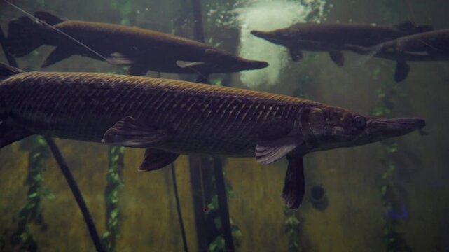 Longnose gar fish swimming in dark aquarium water close up shot showcasing elongated snout sharp teeth armored ganoid scales and primitive freshwater predator characteristics in dark murky green water