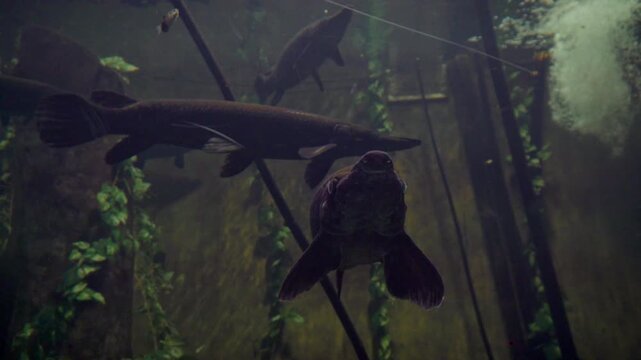 Longnose gar fish swimming in dark aquarium water close up shot showcasing elongated snout sharp teeth armored ganoid scales and primitive freshwater predator characteristics in dark murky green water