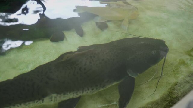 Walking catfish swimming in open touch tank aquarium wide shot showing detailed barbels skin and freshwater bottom dweller features in Guadalajara Jalisco Mexico captive wildlife exhibition