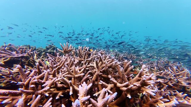 snorkeling in lagoon in Coron, Palawan. Coral and fish underwater. tourism destination for snorkeling and scuba diving in Philippines. 