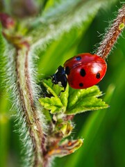 Macro photography of a seven-spot ladybug on a green hairy stem close up © Milan