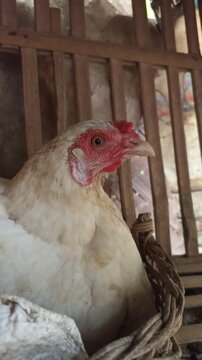 Close up portrait of a white hen sitting quietly inside a traditional bamboo nesting cage on a small rural farm