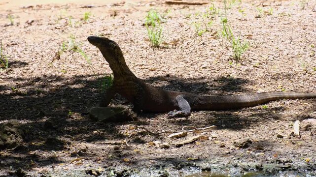 Small Komodo dragon Varanus komodoensiswith head raised on Komodo Island, East Nusa Tenggara Indonesia
