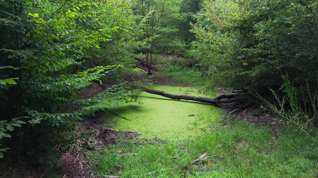Slow push-in toward a duckweed pond with fallen trunk surrounded by lush forest in soft daylight, Wildkatzenpfad, forest trail, Germany