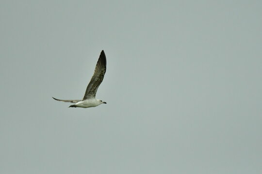 GAVIOTA PATIAMARILLA