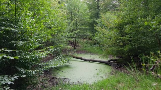 Static gimbal view of a duckweed covered pond with fallen log in dense green forest in daylight, Wildkatzenpfad, forest trail, Germany