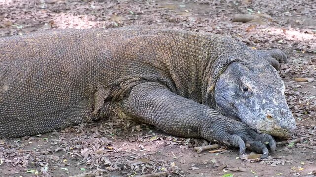 Komodo dragon Varanus komodoensis on Komodo Island, East Nusa Tenggara Indonesia