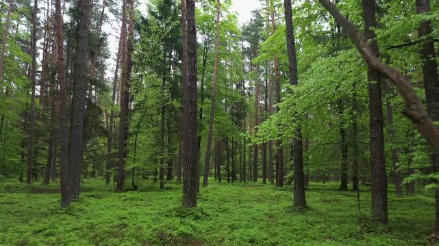 Drone flight through a deciduous forest and pine forest, pine forest, trees, forestry, summer, East Styrian hill country, Styria, Austria