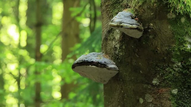 Tinder fungus (Fomes fomentarius), tree fungus, tree trunk, mossy, Bavarian Forest National Park, Germany