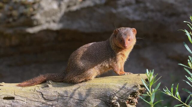 Dwarf mongoose (Helogale parvula), adult, alert, Waiting, South Africa