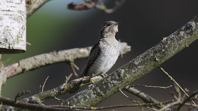 Wryneck (Jynx torquilla) Courtship Germany